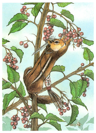 ltd_ed_p_A_BerryPicker